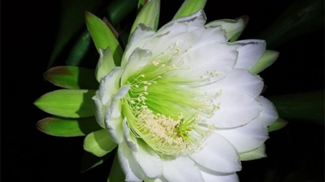 量天尺什么时候开花 量天尺什么时候开花