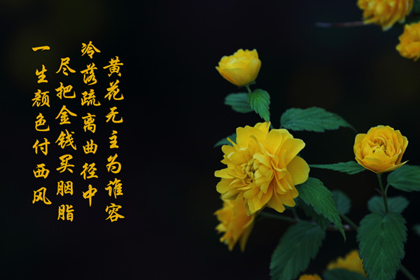 棣棠花的品种 棣棠花的品种