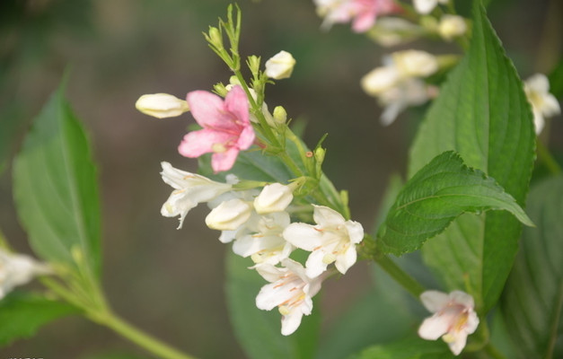 锦带花的花语和文化内涵 锦带花的花语和文化内涵