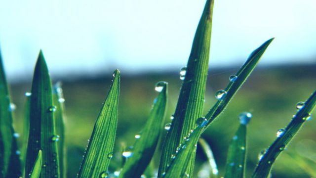 盆栽芦荟冬天怎么养 盆栽芦荟冬天怎么养