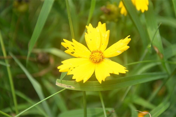大花金鸡菊常见虫害及防治方法