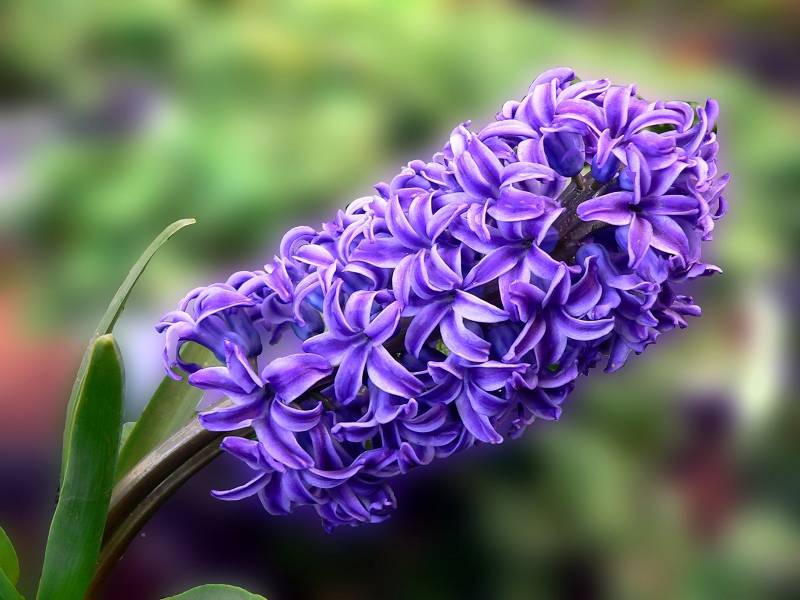 风信子花语是什么 风信子花语是什么
