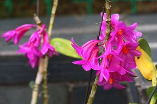红花石斛的功效与作用 红花石斛的功效与作用