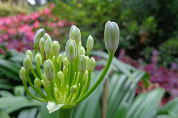 百子莲的花语是什么 百子莲的花语是什么