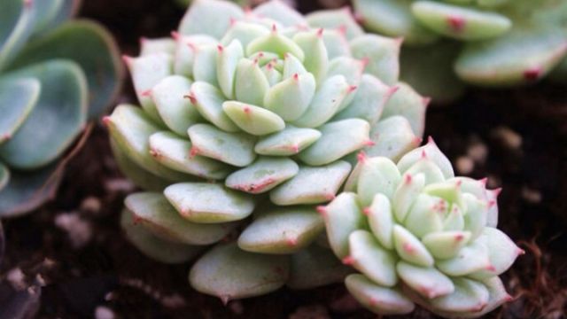 静夜的养殖方法和注意事项 静夜的养殖方法和注意事项