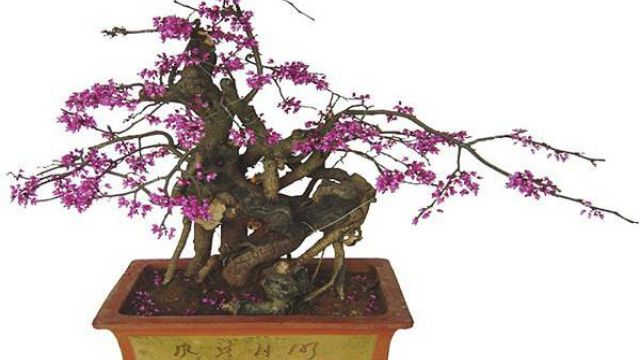 紫荆的盆景制作方法 紫荆的盆景制作方法