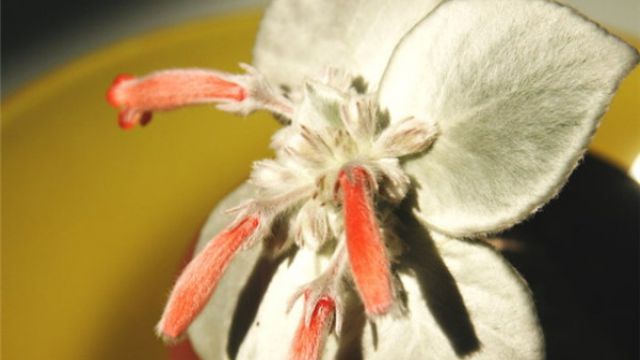 月宴授粉步骤 月宴授粉步骤