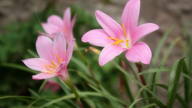 韭菜莲的家庭养殖方法 韭菜莲的家庭养殖方法