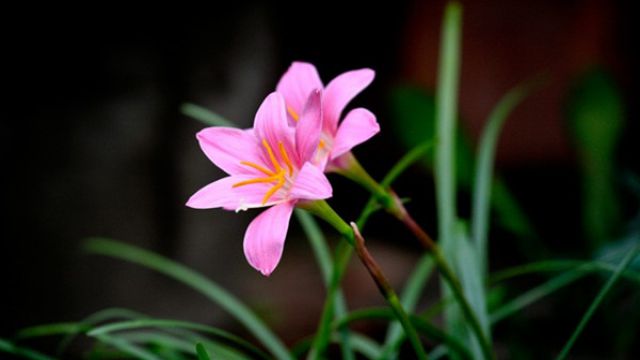 韭菜莲的繁殖方法 韭菜莲的繁殖方法