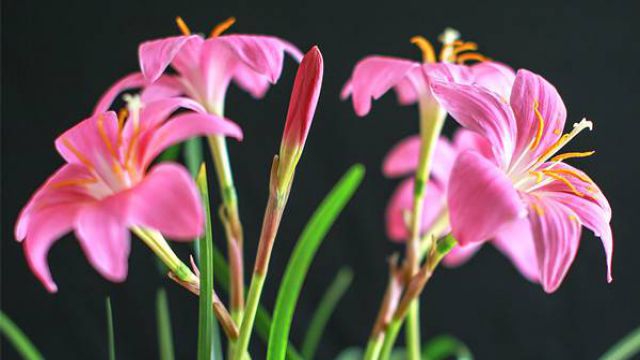 韭菜莲叶子枯黄怎么办 韭菜莲叶子枯黄怎么办