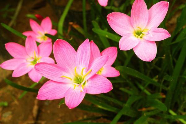 韭菜莲的价值 韭菜莲的价值
