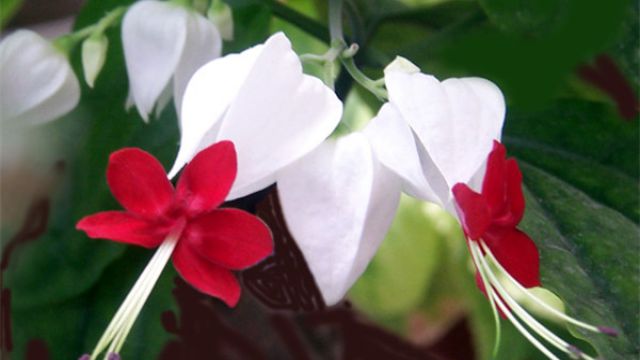 龙吐珠的养殖方法和养殖注意事项 龙吐珠的养殖方法和养殖注意事项