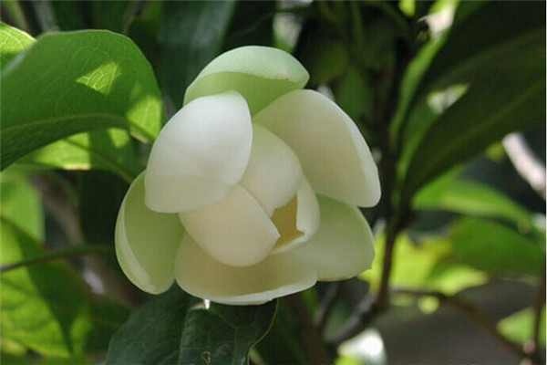 夜合花的常见虫害及防治办法 夜合花的常见虫害及防治办法