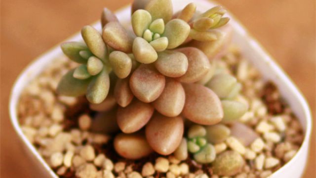 姬秋丽的家庭养殖方法 姬秋丽的家庭养殖方法