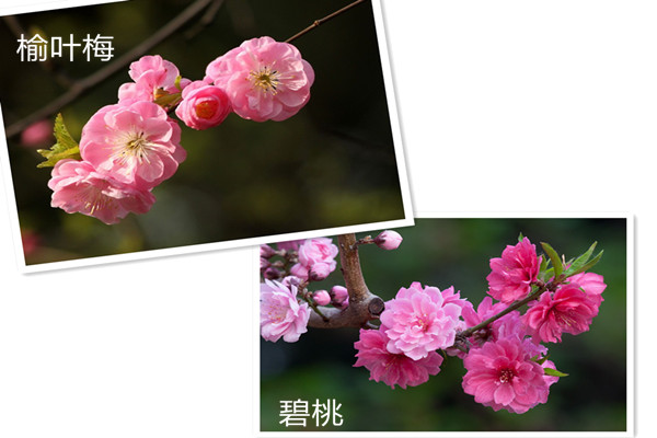 榆叶梅和碧桃的区别 榆叶梅和碧桃的区别