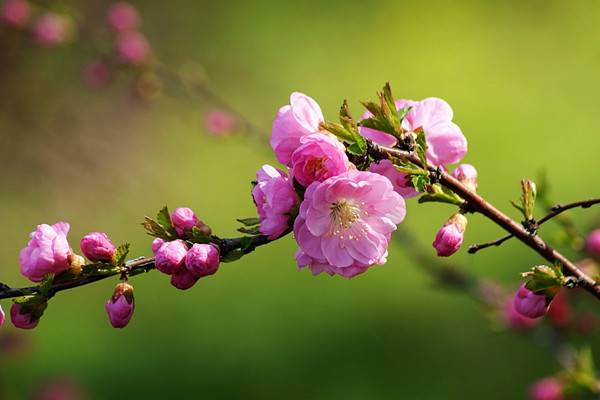 榆叶梅怎样嫁接 榆叶梅怎样嫁接