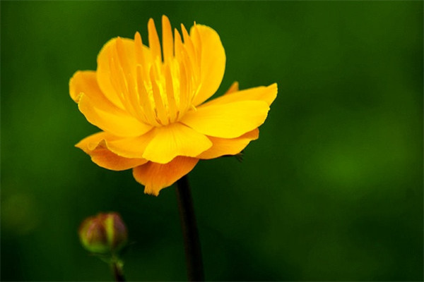 金莲花的花语及传说 金莲花的花语及传说