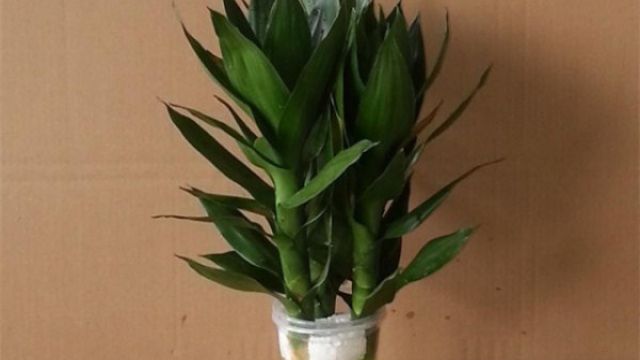 莲花竹的养殖方法和注意事项 莲花竹的养殖方法和注意事项