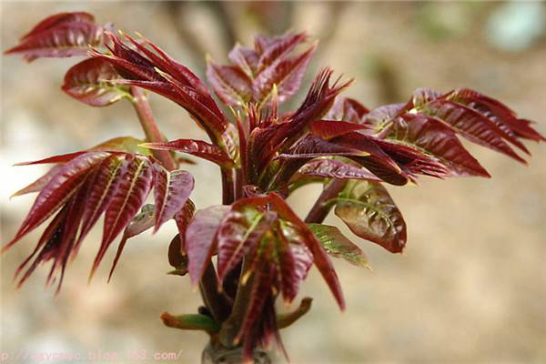 香椿芽的养殖方法和注意事项 香椿芽的养殖方法和注意事项