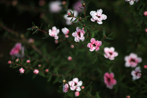 松红梅开花分散怎么办 松红梅开花分散怎么办