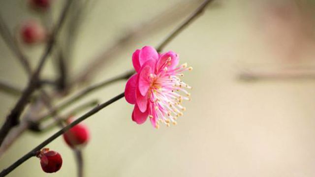 松红梅的四季养护方法 松红梅的四季养护方法