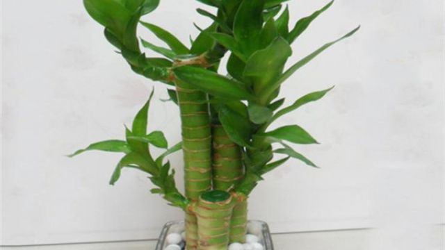 莲花竹的水培方法 莲花竹的水培方法