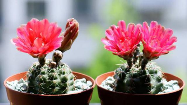 绯花玉的四季养护技巧 绯花玉的四季养护技巧