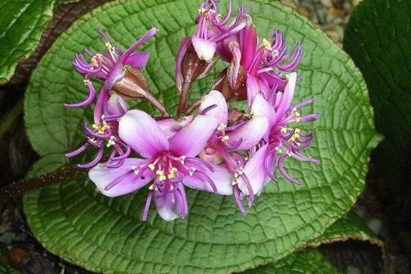 虎颜花怎么养 虎颜花怎么养