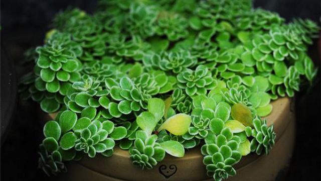 雅乐之舞的繁殖栽培方法 雅乐之舞的繁殖栽培方法