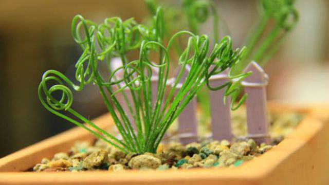 弹簧草的繁殖方法 弹簧草的繁殖方法