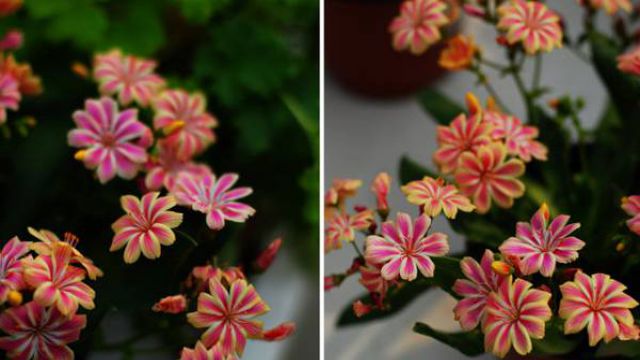 露薇花冬天怎么养 露薇花冬天怎么养