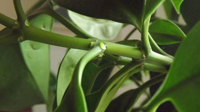 非洲茉莉枝条腐烂枯萎怎么办 非洲茉莉枝条腐烂枯萎怎么办
