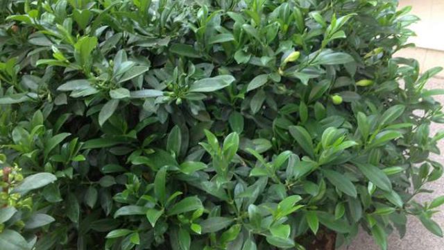 非洲茉莉为什么不开花 非洲茉莉为什么不开花