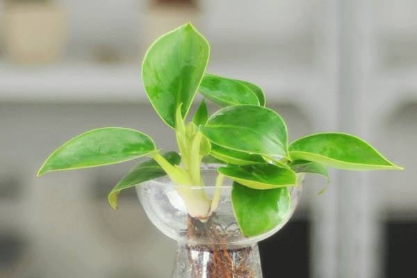 金牛座的幸运植物——水培金钻 金牛座的幸运植物——水培金钻