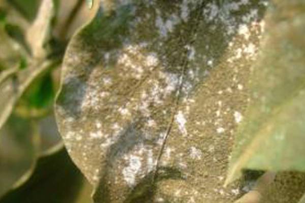 紫薇花常见病害及防治方法 紫薇花常见病害及防治方法