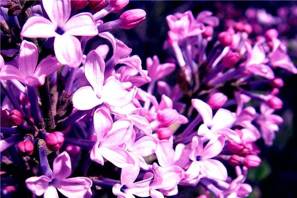 玉丁香的花语:高雅、庄重、艳丽 玉丁香的花语:高雅、庄重、艳丽