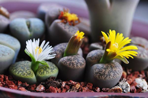 生石花从授粉取种到苗期管理全过程 生石花从授粉取种到苗期管理全过程