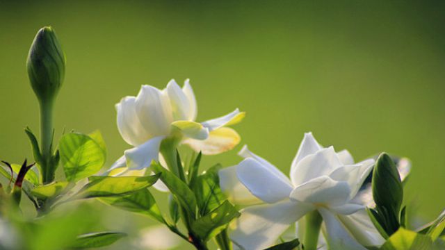 栀子花可以吃吗 栀子花可以吃吗