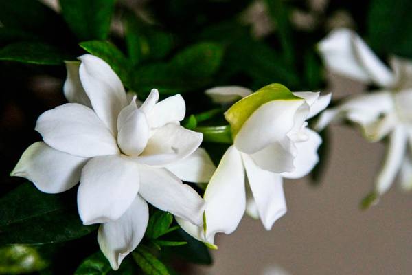 栀子花可以放在卧室吗? 栀子花可以放在卧室吗?