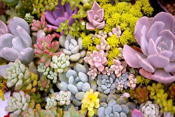 适合养在家里的“懒人植物” 适合养在家里的“懒人植物”
