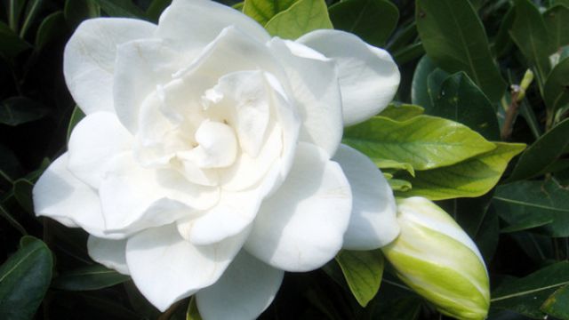 栀子花有毒吗 栀子花有毒吗