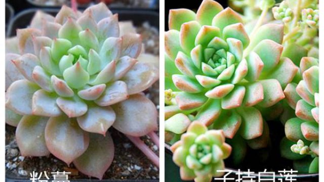 别把子持白莲当粉蔓 别把子持白莲当粉蔓