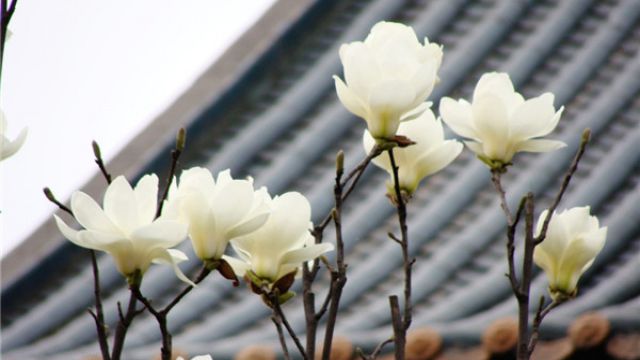 玉兰花的寓意和传说 玉兰花的寓意和传说