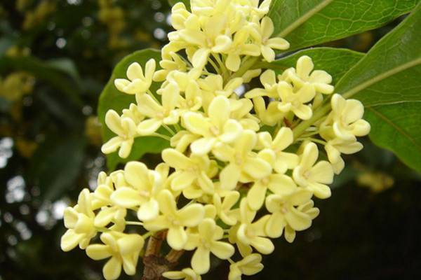 桂花的养殖和风水知识 桂花的养殖和风水知识