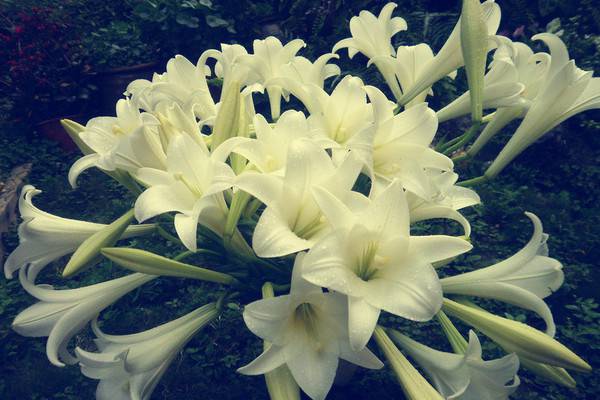 怎样控制百合花的花期 怎样控制百合花的花期