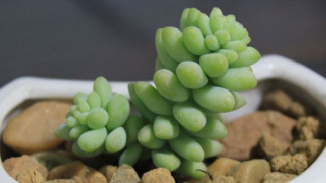 种植新玉缀一定要注意的问题 种植新玉缀一定要注意的问题