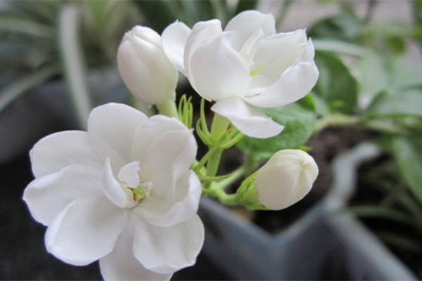 茉莉花常见的病虫害及其防治方法 茉莉花常见的病虫害及其防治方法