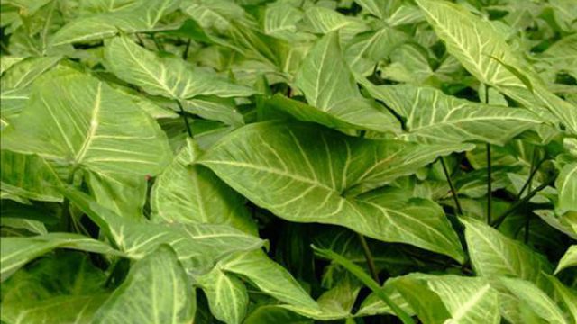 合果芋的繁殖栽培方法 合果芋的繁殖栽培方法