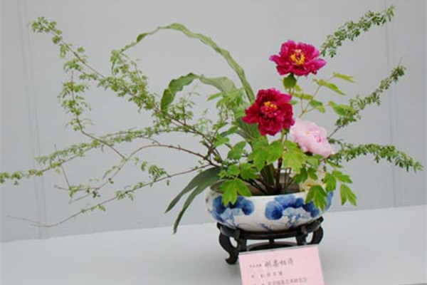 牡丹插花艺术欣赏 牡丹插花艺术欣赏