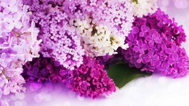 紫色丁香花的花语 紫色丁香花的花语